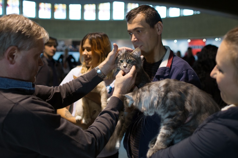 &quot;Зважений і пухнастий&quot;: кот Кекс выиграл битву гигантов на выставке в Киеве